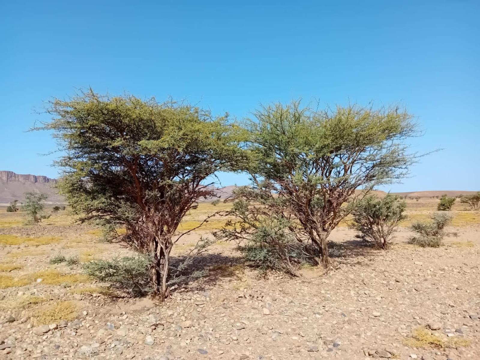 Bivouac Cote-Iriki Hotell Foum Zguid Exteriör bild